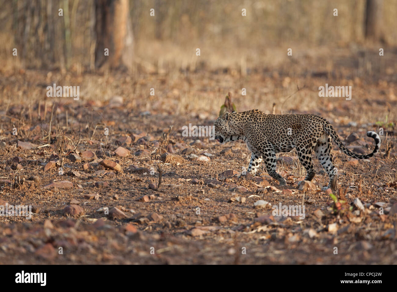 Leopard walking in the forest of Tadoba Andhari Tiger Reserve ...