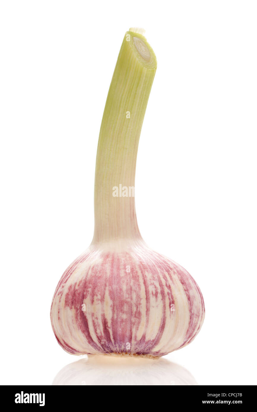 Garlic bulb and stem Stock Photo
