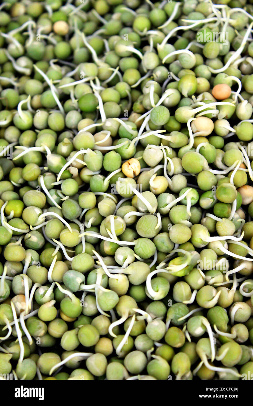 Grain germé hi res stock photography and images Alamy