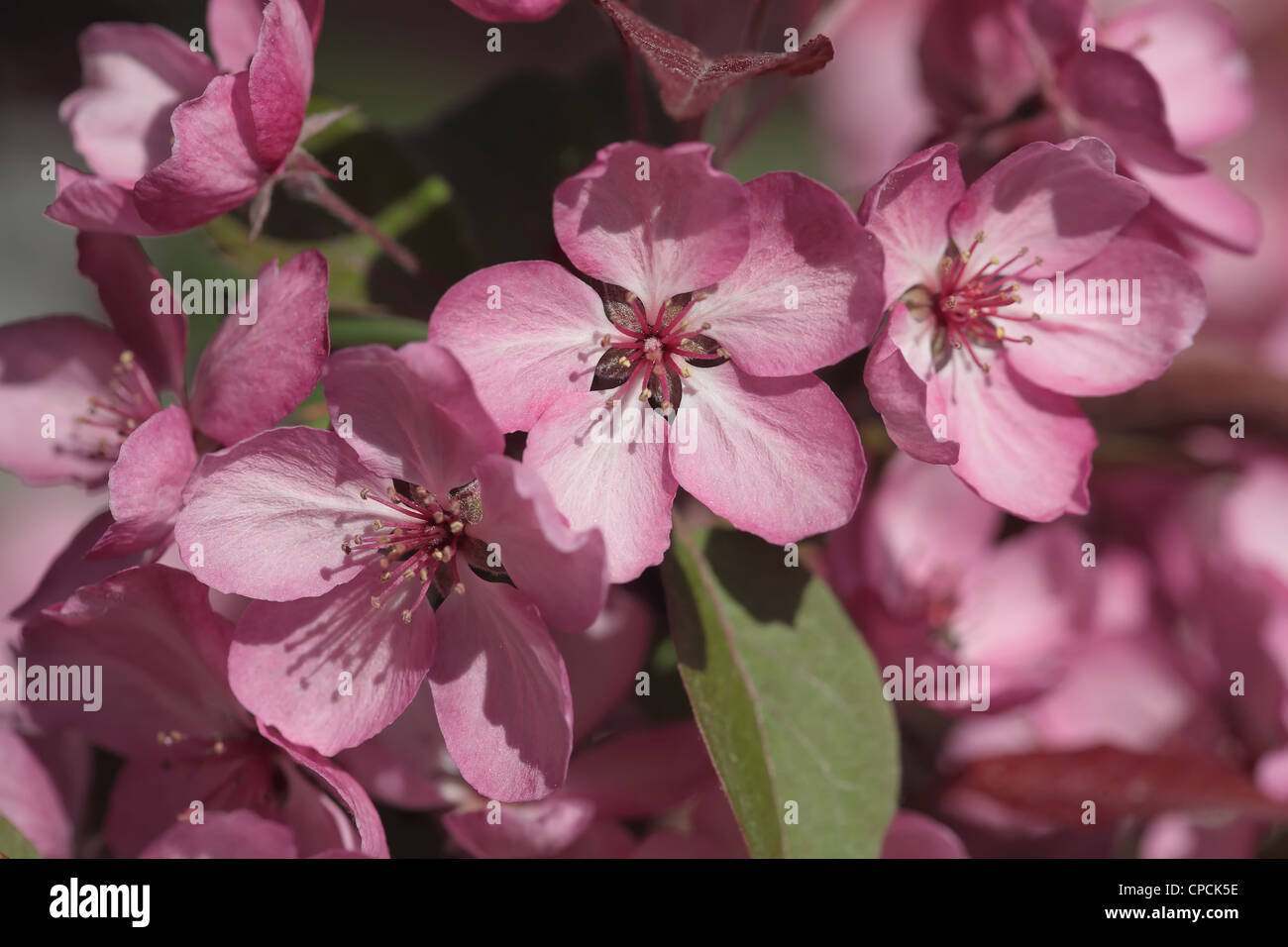 Closeup view of blossoming apple tree flowers. Malus x purpurea Stock