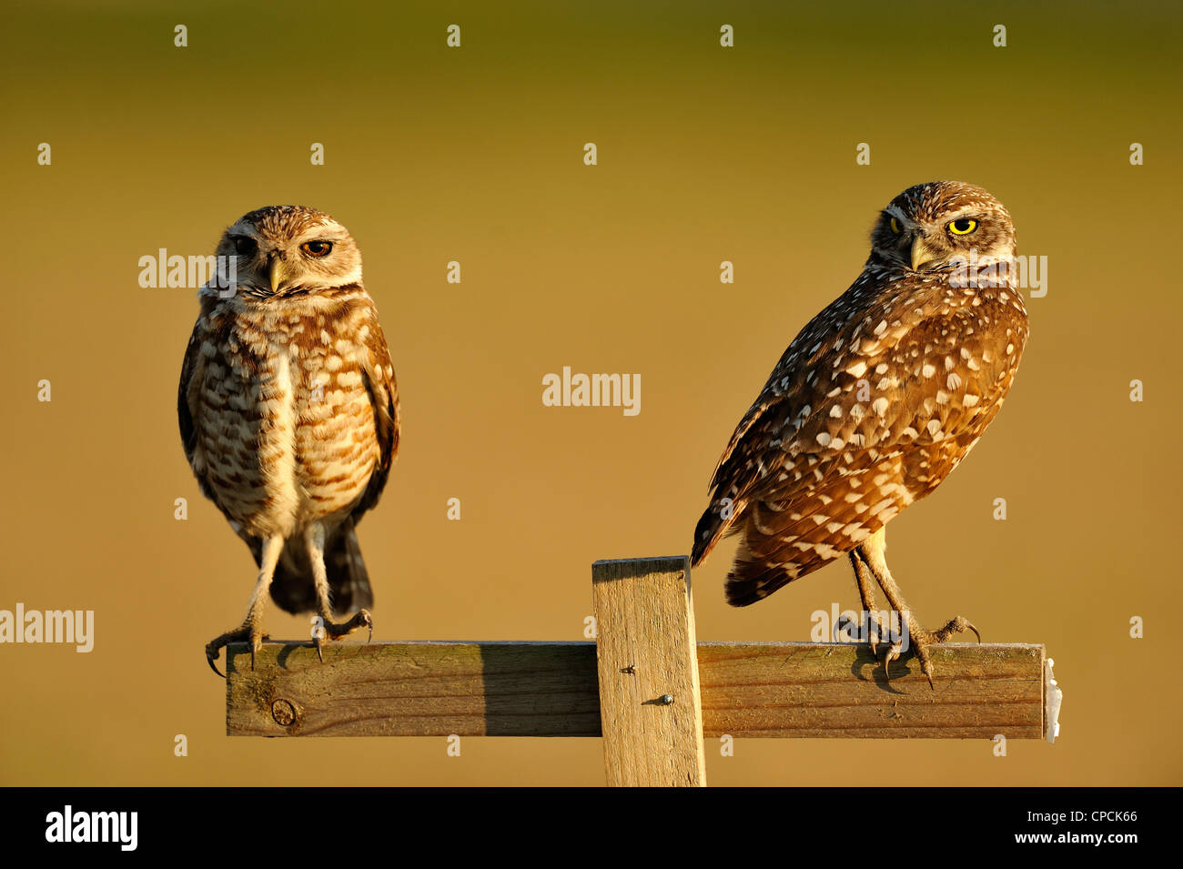Burrowing owls florida suburbia hires stock photography and images Alamy