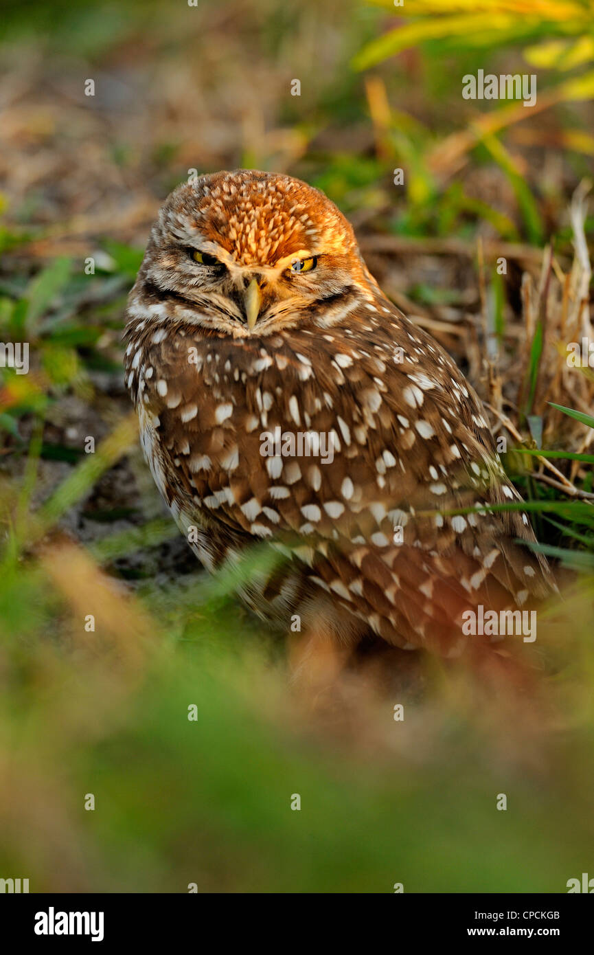 Burrowing owls florida suburbia hires stock photography and images Alamy