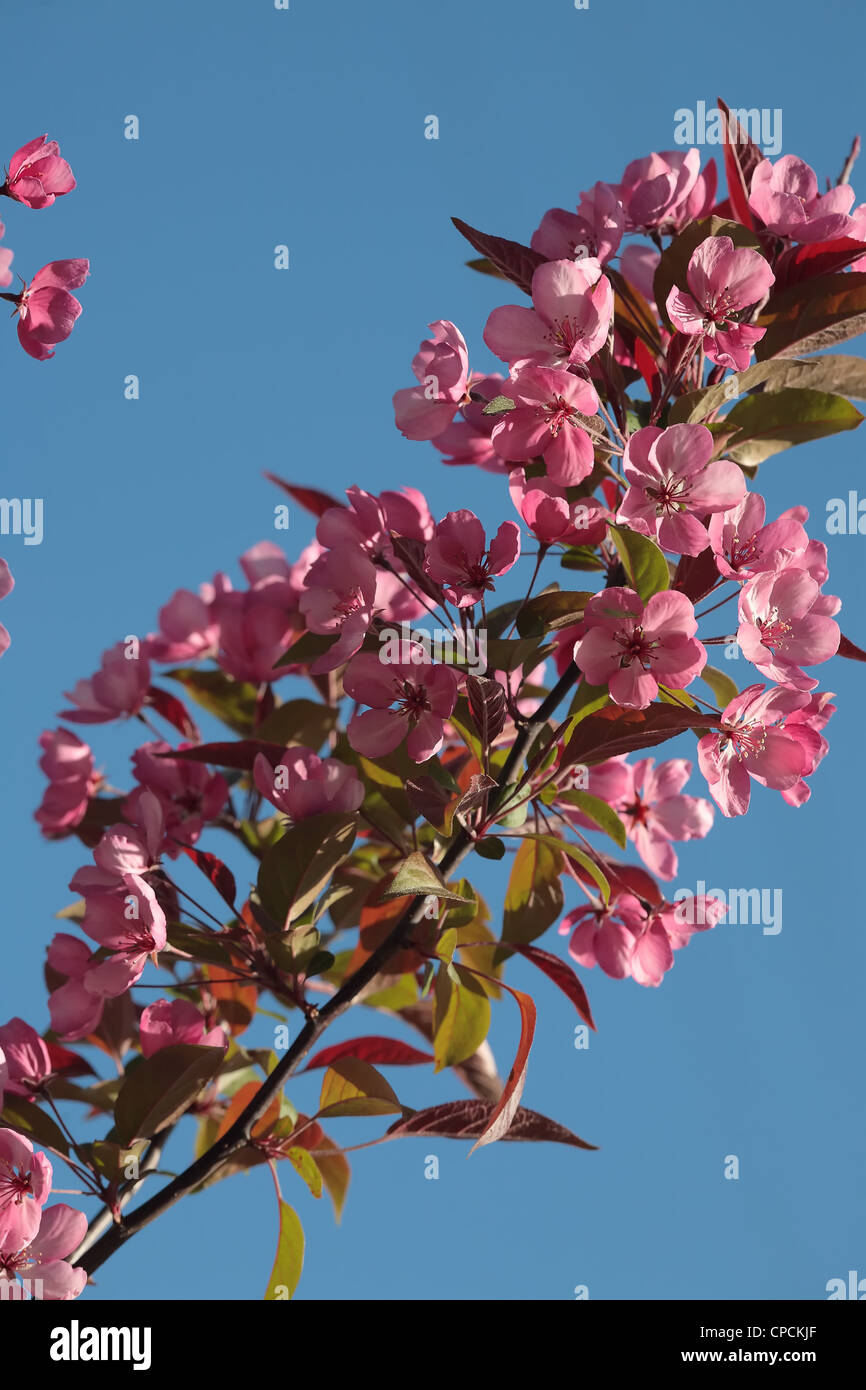 Close-up view of blossoming apple tree flowers. Malus x purpurea. Stock Photo