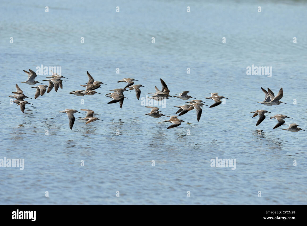 Short-billed Dowitcher (Limnodromus griseus) Flock in flight, Ding Darling National Wildlife Refuge, Sanibel Island, Florida, USA Stock Photo