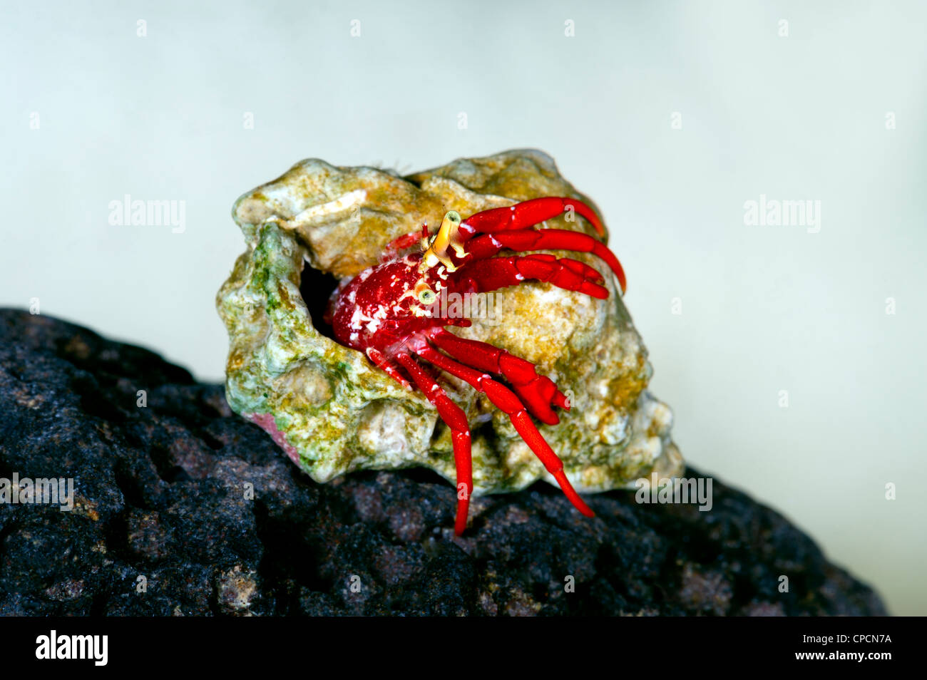 small tiny Hermit Crab CALCINUS studio portrait einsiedlerkrebs krebs white background red blue crabs small 1 cm to 2 cm makro m Stock Photo