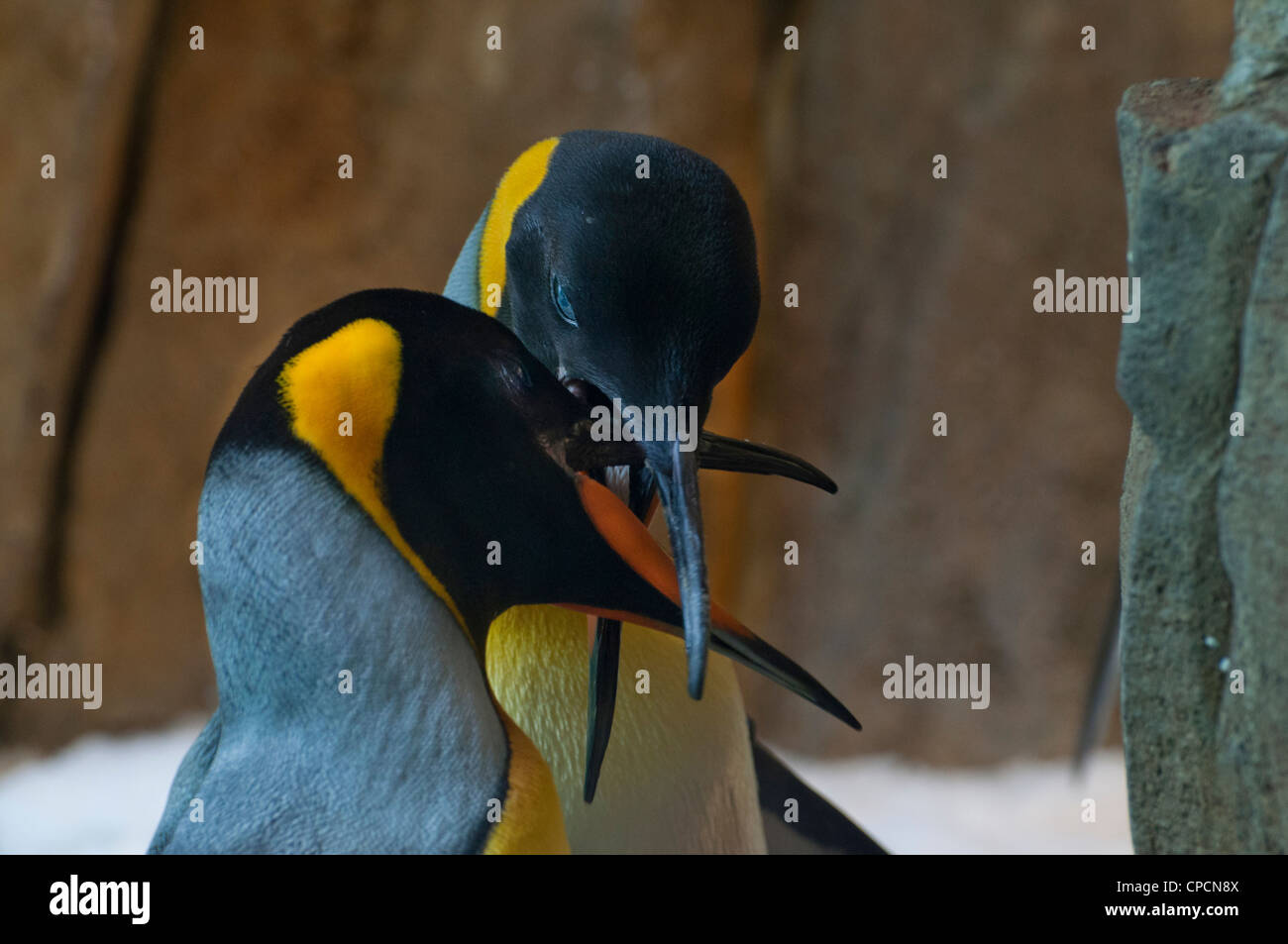 A pair of King Penguins at the Montreal Biodome. Stock Photo