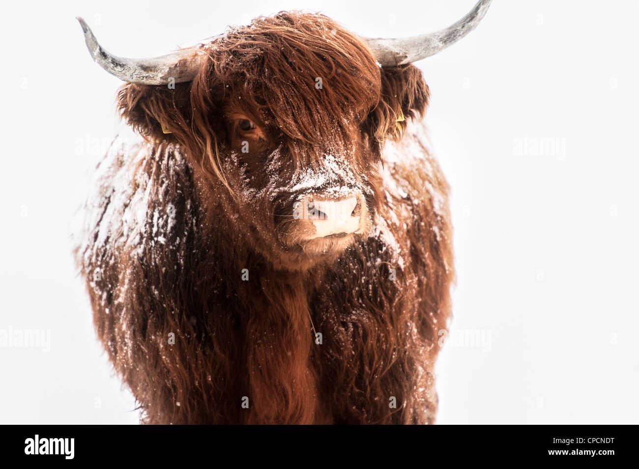 Scottish highland cow covered with snow Stock Photo