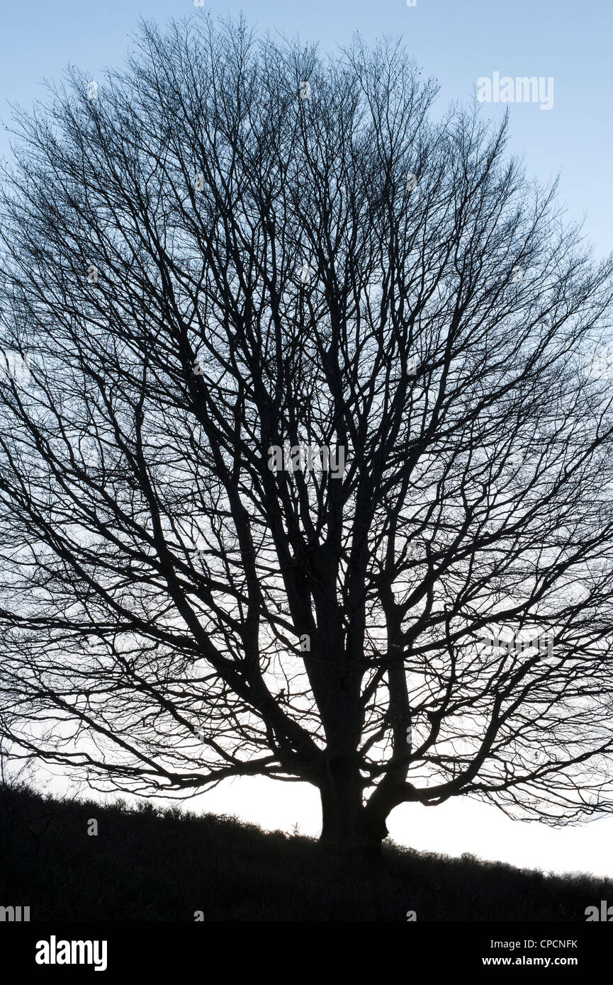 Silhouette leafless tree on hill hi-res stock photography and images ...