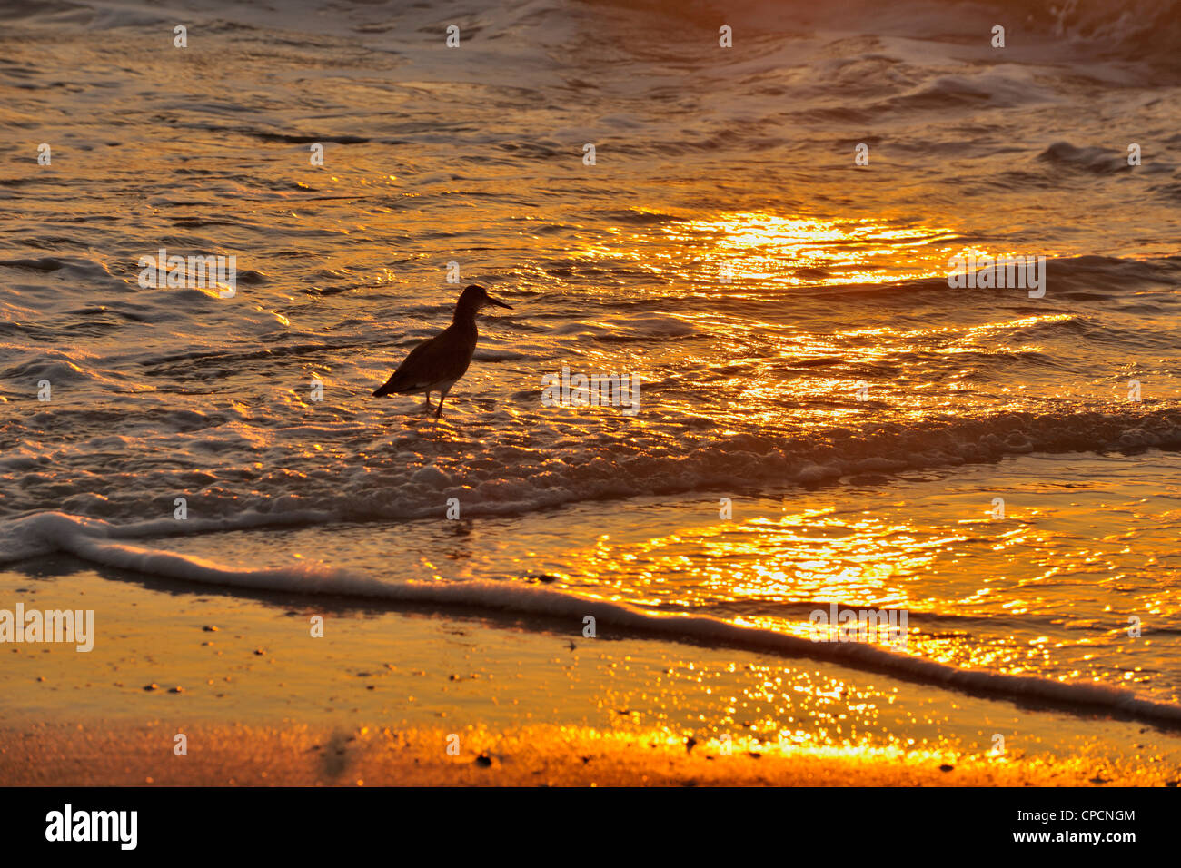 Lesser yellowlegs (Tringa flavipes) Foraging in Gulf surf at sunset, Nokomis Beach, Nokomis, Florida, USA Stock Photo