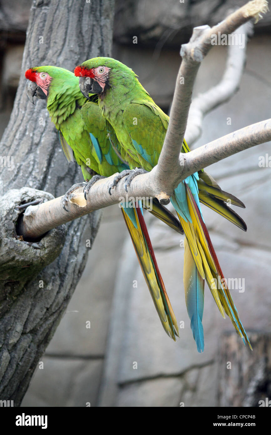 Two Military Macaws (Ara Militaris), large parrots, native to the forests of Mexico and South America Stock Photo