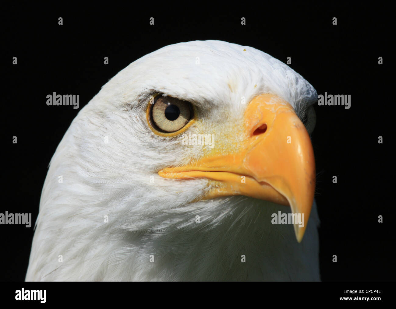 Majestic eagle head in hi-res stock photography and images - Alamy