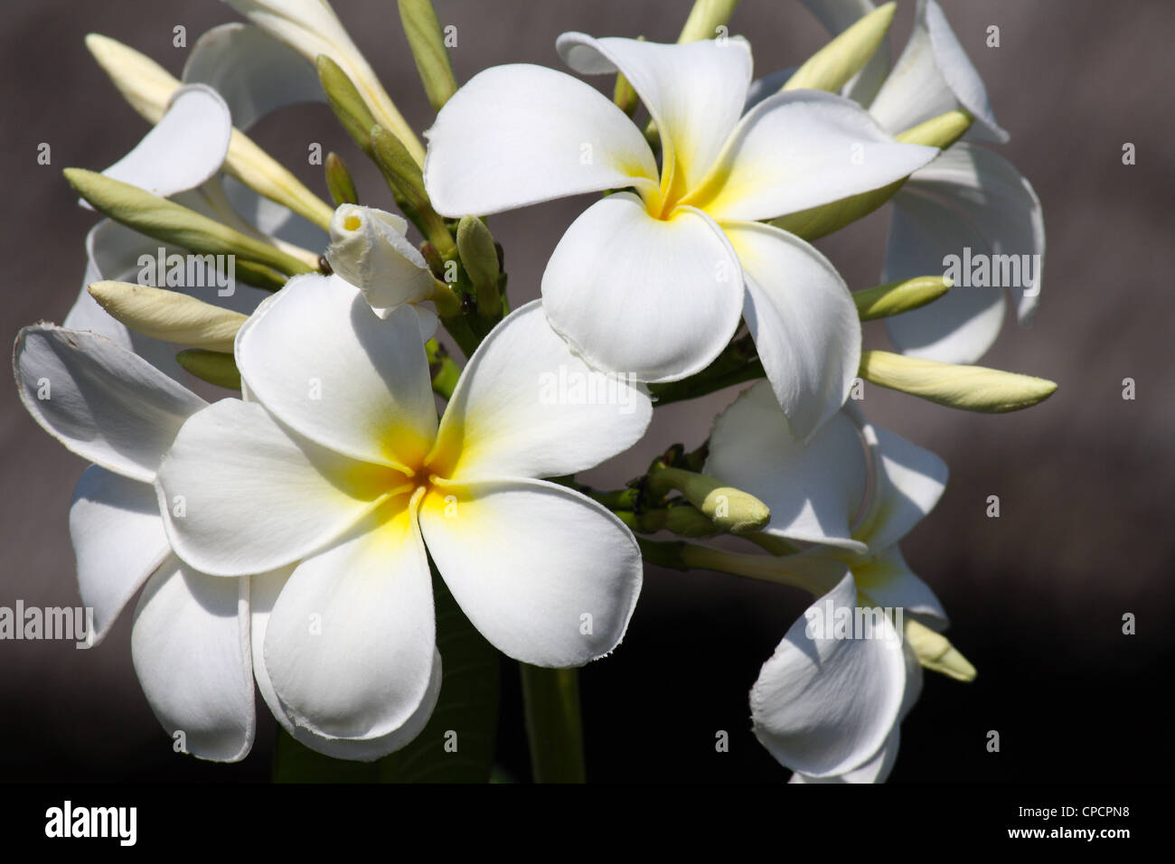 Frangipane flower in Zanzibar on a sunny day Stock Photo Alamy