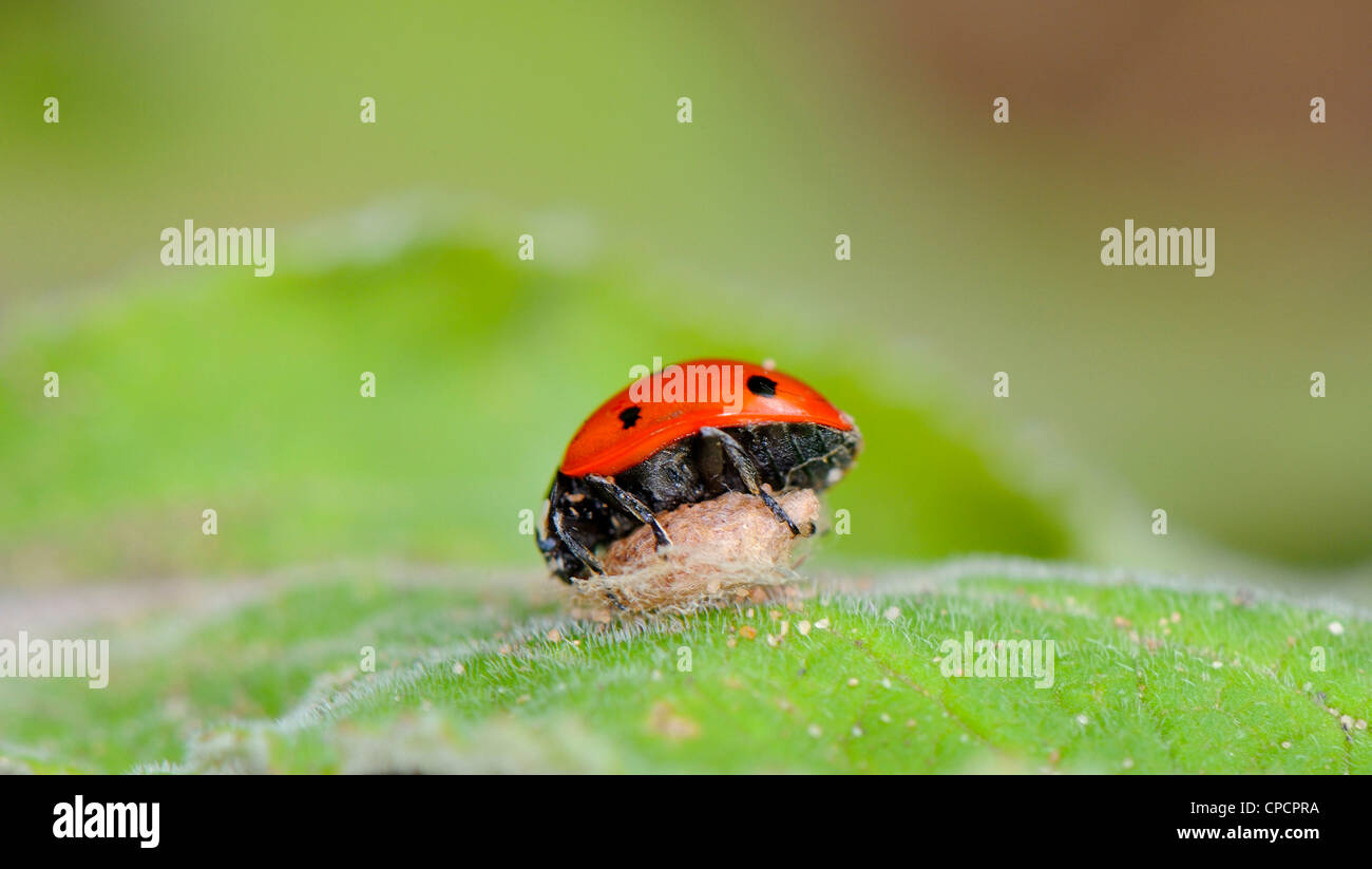 Dead and captured ladybird caught in the nest of a spider full of spider eggs. Stock Photo