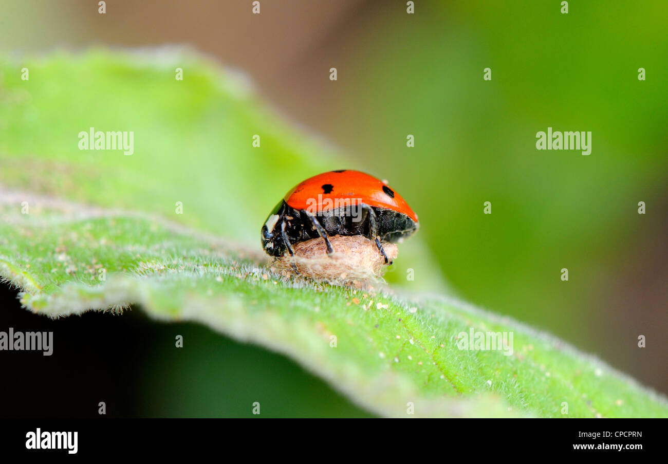 Dead and captured ladybird caught in the nest of a spider full of spider eggs. Stock Photo