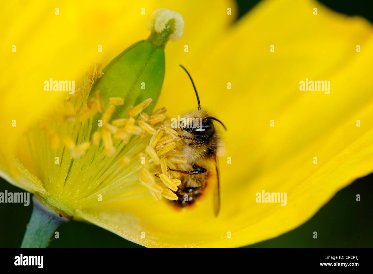 Bee collecting nectar from the flower of a yellow poppy and pollinating