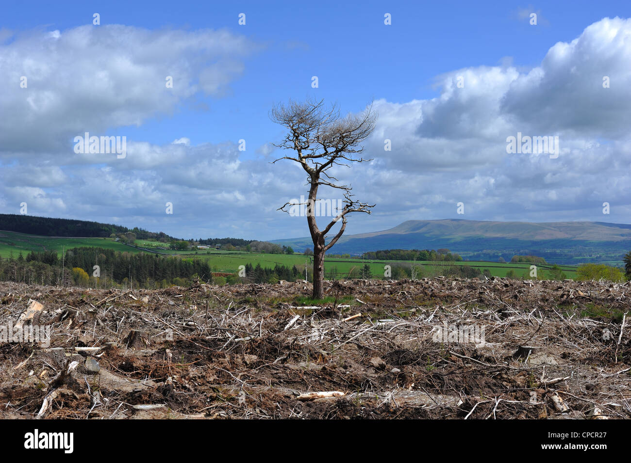 A tree left standing on Longridge Fell after all the Larch around had been felled due to disease Stock Photo