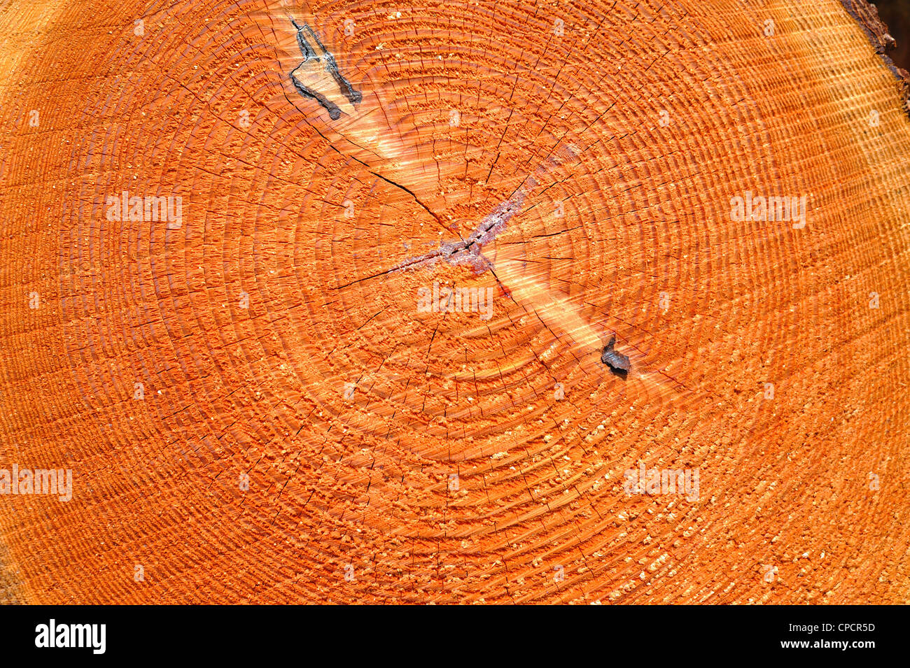Cross section through a larch tree cut down  due to disease Stock Photo