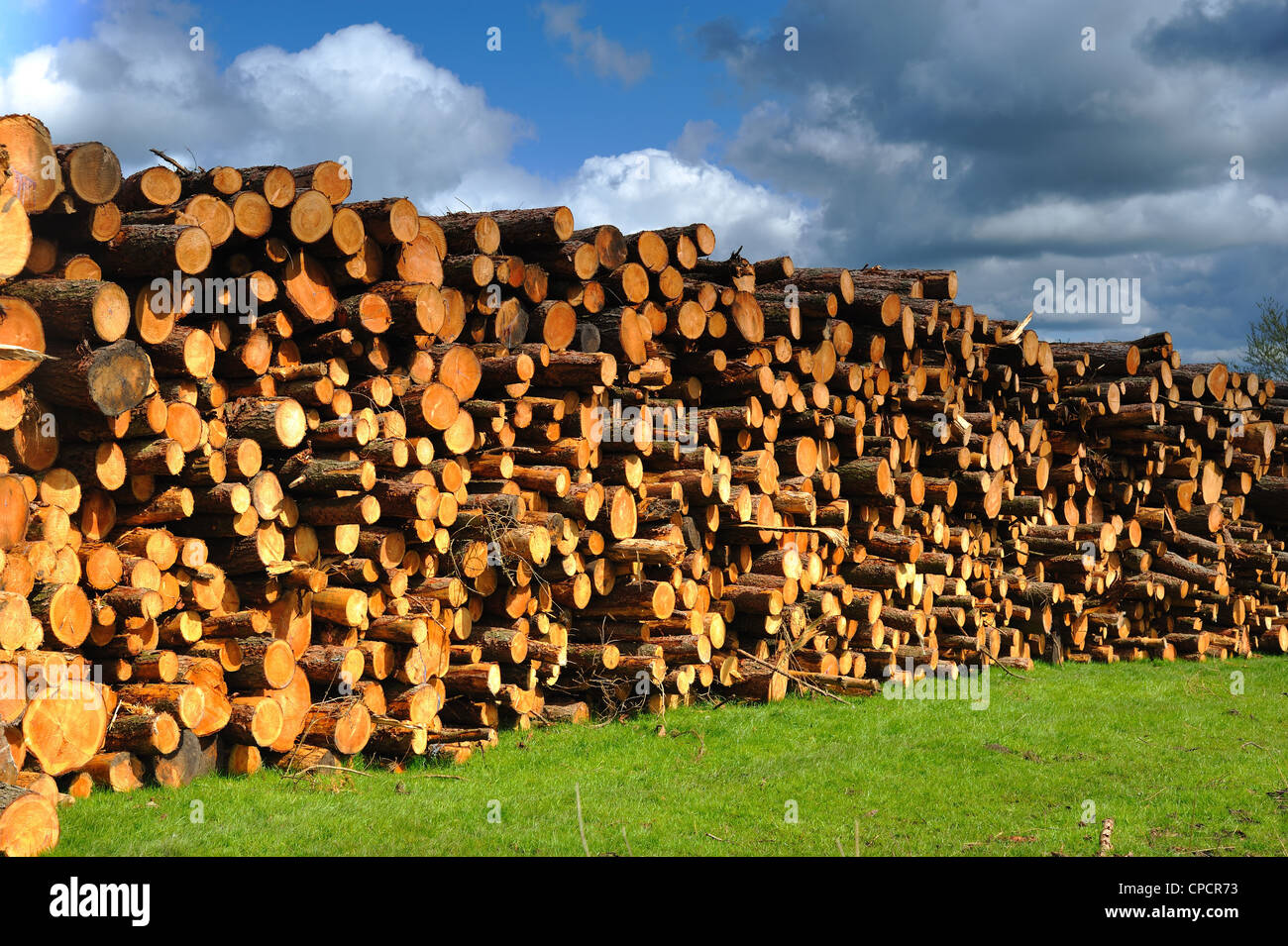 Piles of Larch tree logs, felled due to disease, wood to be used for particle board Stock Photo