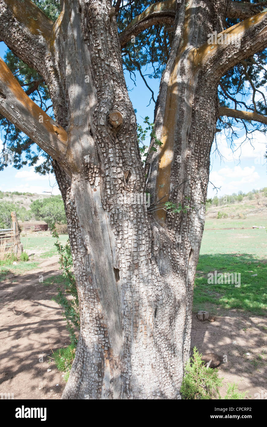 An alligator pinion offers shade in a remote area of Lincoln County. Stock Photo