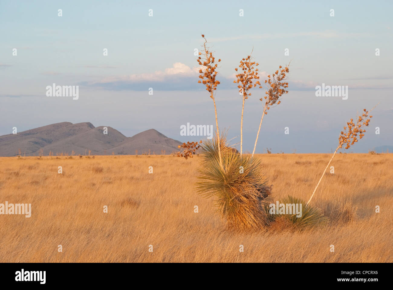 Dawn casts an orange light over the desert in southern New Mexico. Stock Photo