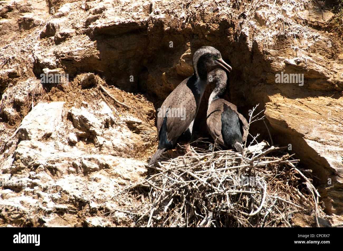 New Zealand, South Island, cormorants in Marlborough Sounds near Picton. Stock Photo
