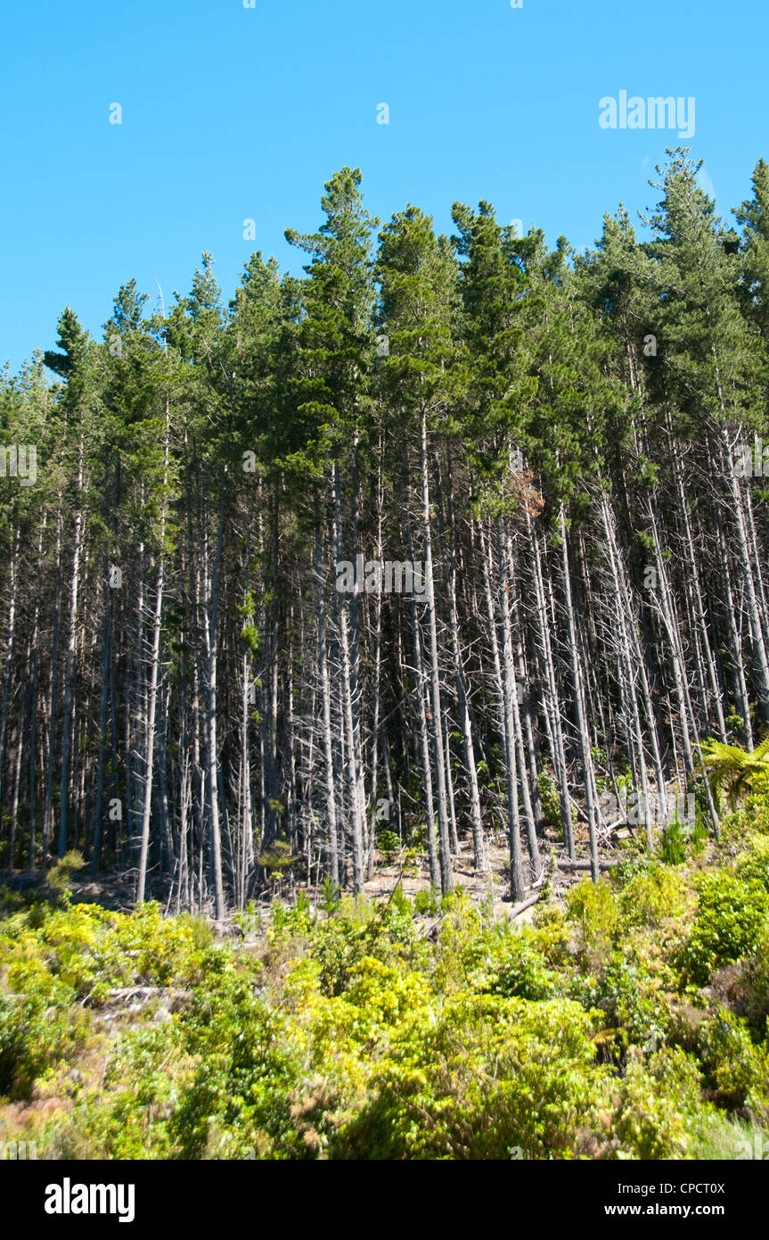 New Zealand South Island Picton Monterey Pine Tree Forest At Lodge 