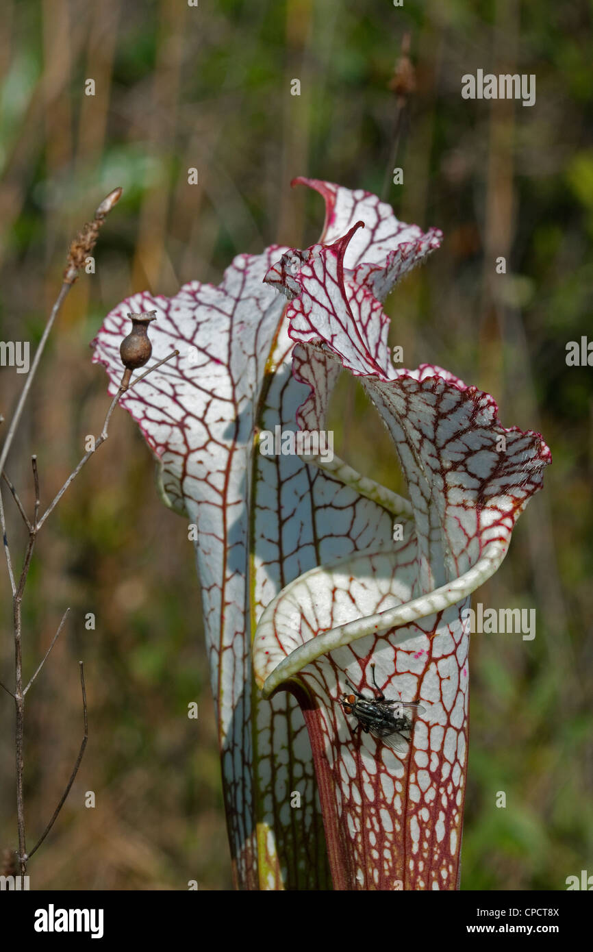 Carnivorous White-topped Pitcher Plant  Sarracenia leucophylla with fly gathering nectar Alabama  USA Stock Photo