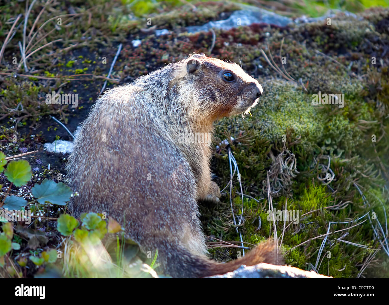 A small marmot wonders around the small flora covered hill Stock Photo ...