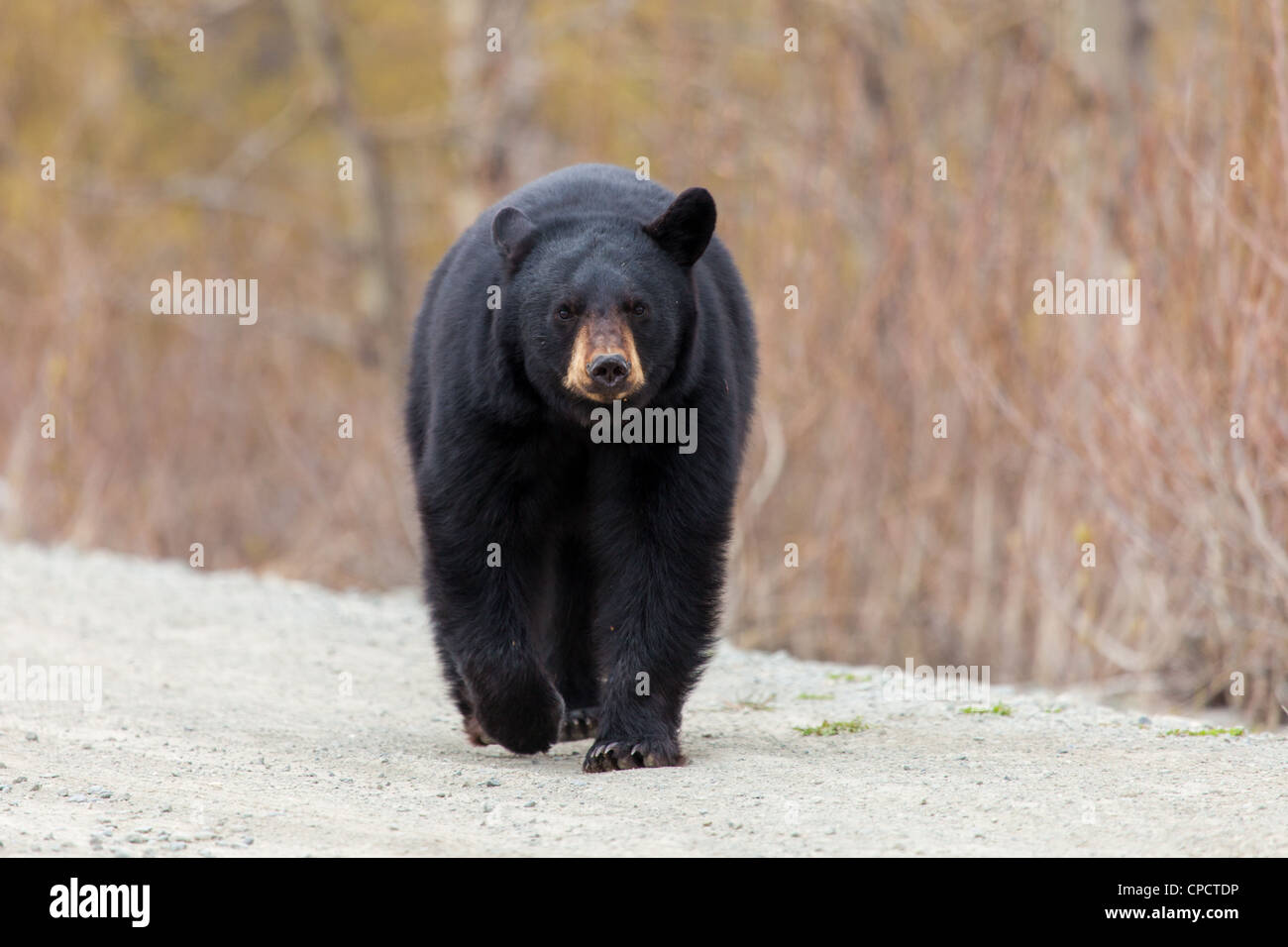 A young Black Bear walking along Arctic Valley Road in Chugach State Park, Anchorage, Southcentral Alaska, Spring Stock Photo
