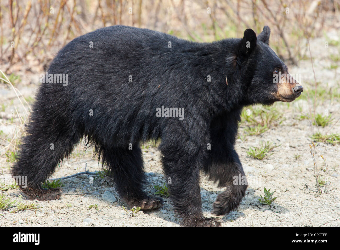 Young Black Bear standing along Arctic Valley Road in Chugach State Park, Anchorage, Southcentral Alaska, Spring Stock Photo