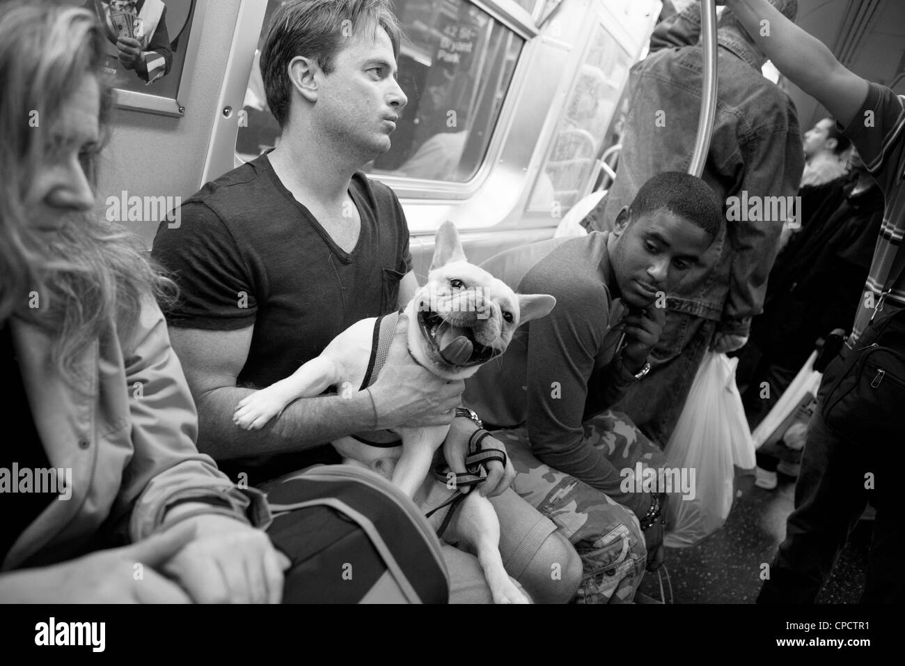 A dog smiles while sitting on its owner's lap on the subway in New York City. Stock Photo