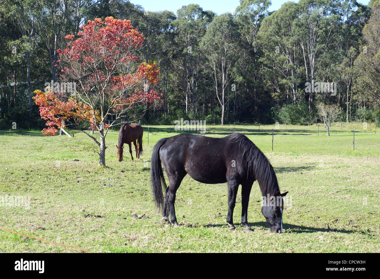 horses in paddock Stock Photo
