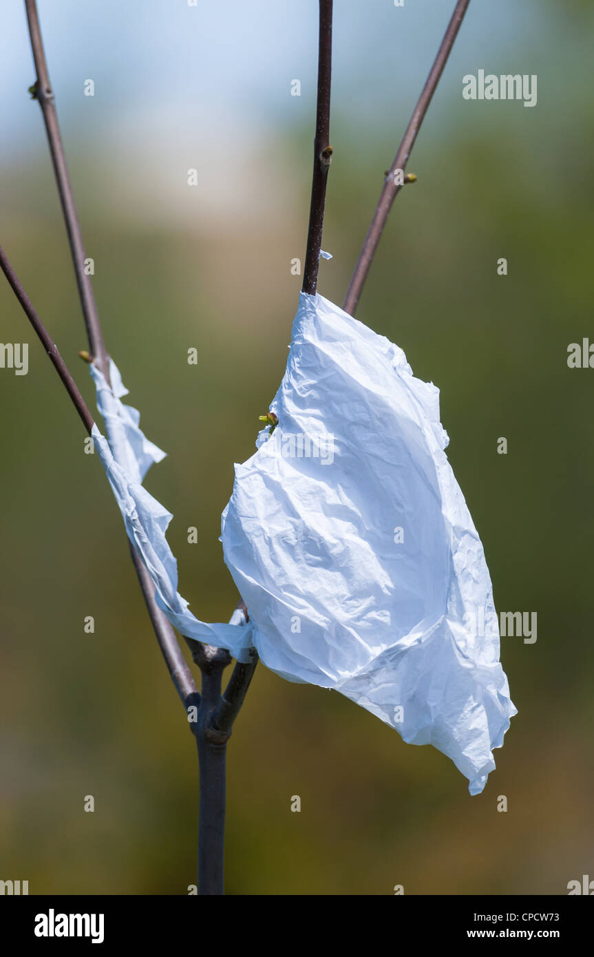 A discarded plastic shopping bag is caught in the branches of a young
