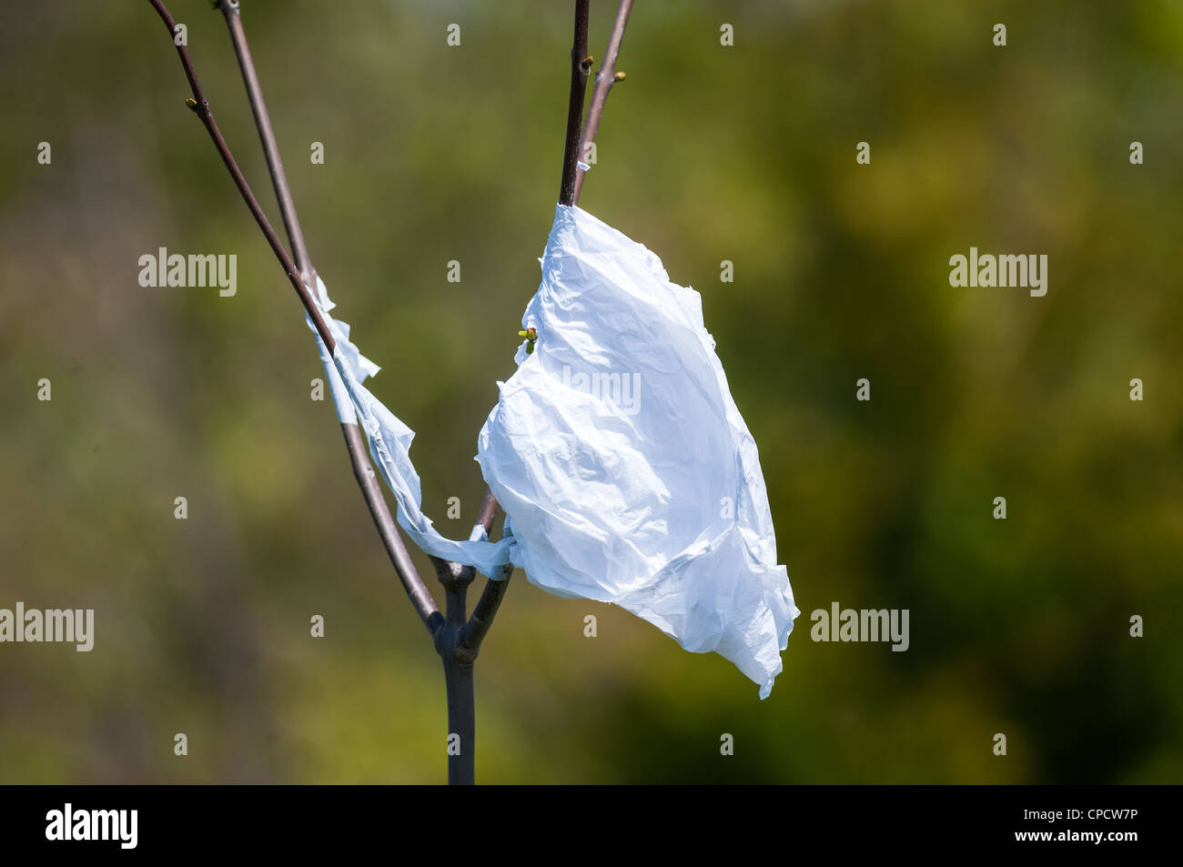 A discarded plastic shopping bag is caught in the branches of a young
