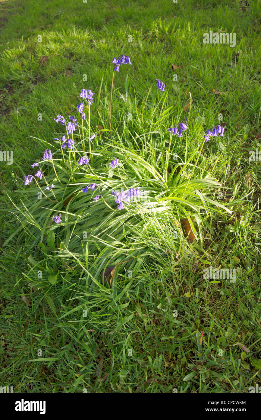 flowers growing in grass Stock Photo - Alamy
