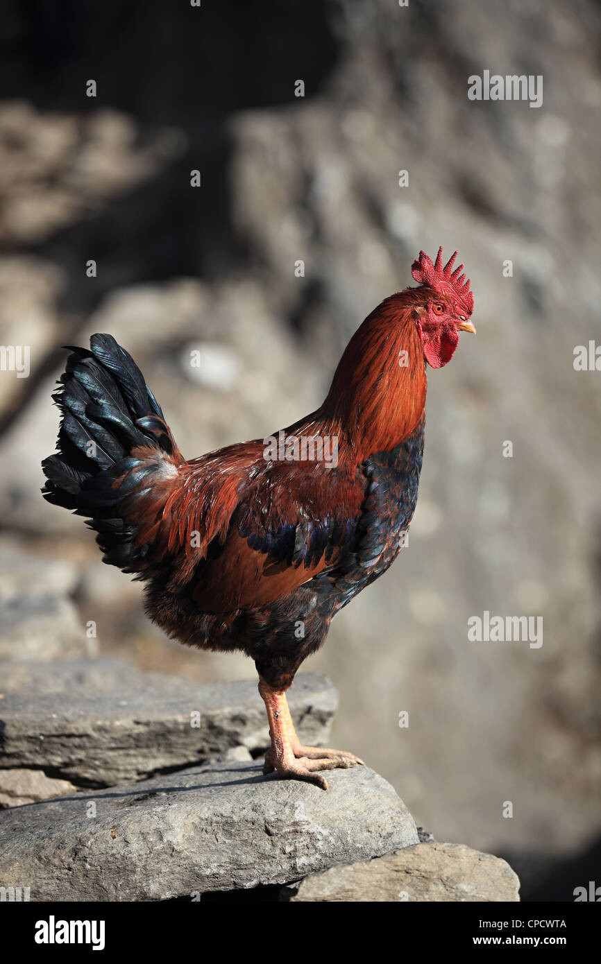 Rooster in the hills Nepal Himalaya Stock Photo