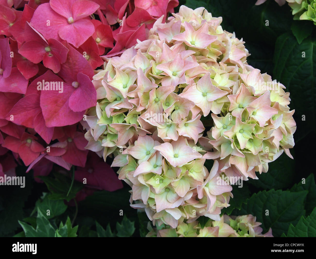 Close-up of Red and Pink Hydrangea flowers in garden Stock Photo - Alamy