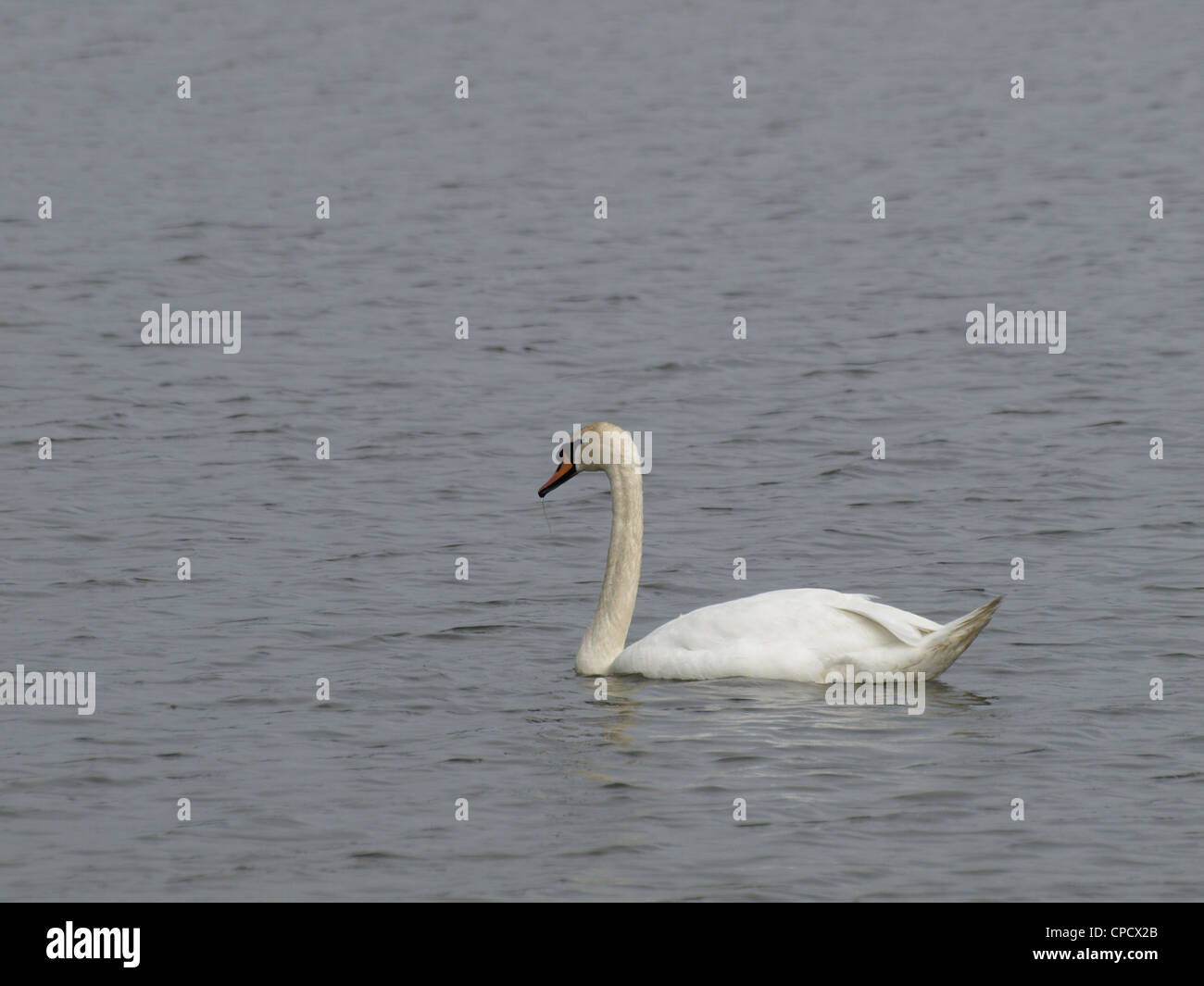 Mute swan in the water / Cygnus olor / Höckerschwan im Wasser Stock Photo