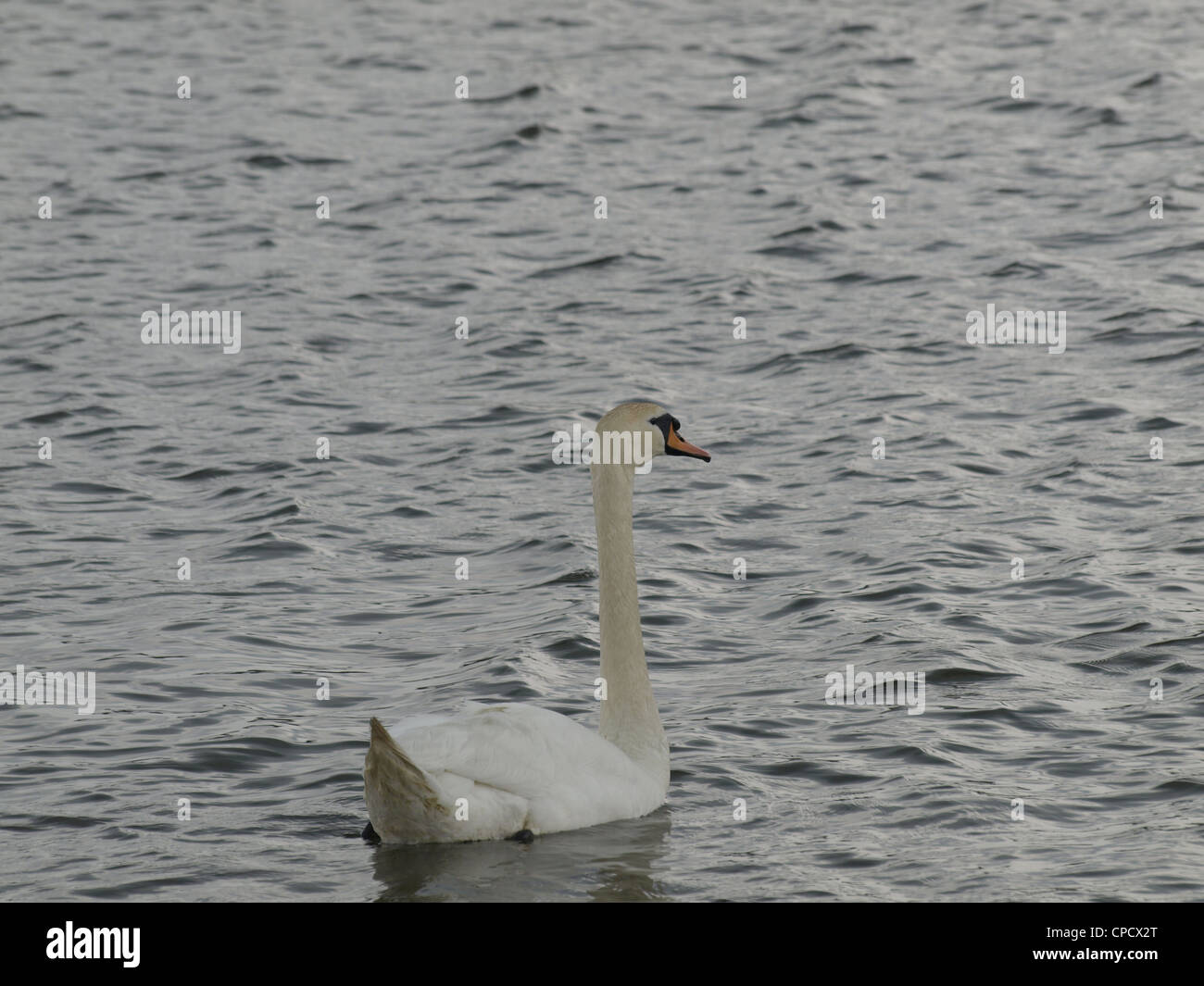 Mute swan in the water / Cygnus olor / Höckerschwan im Wasser Stock Photo