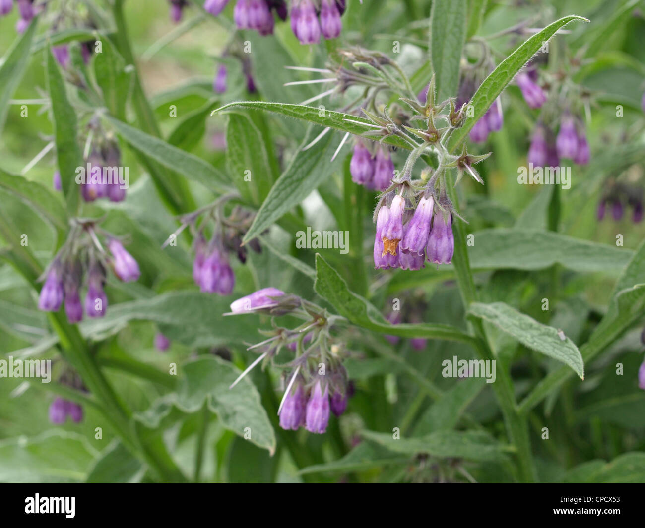 Common comfrey, Quaker comfrey / Symphytum officinale / Echter Beinwell