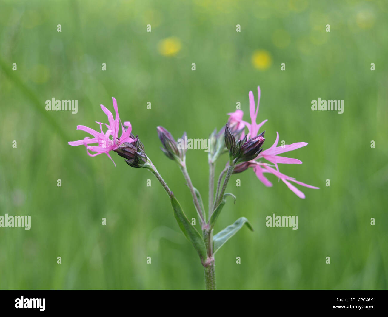 ragged robin lychnis flos cuculi