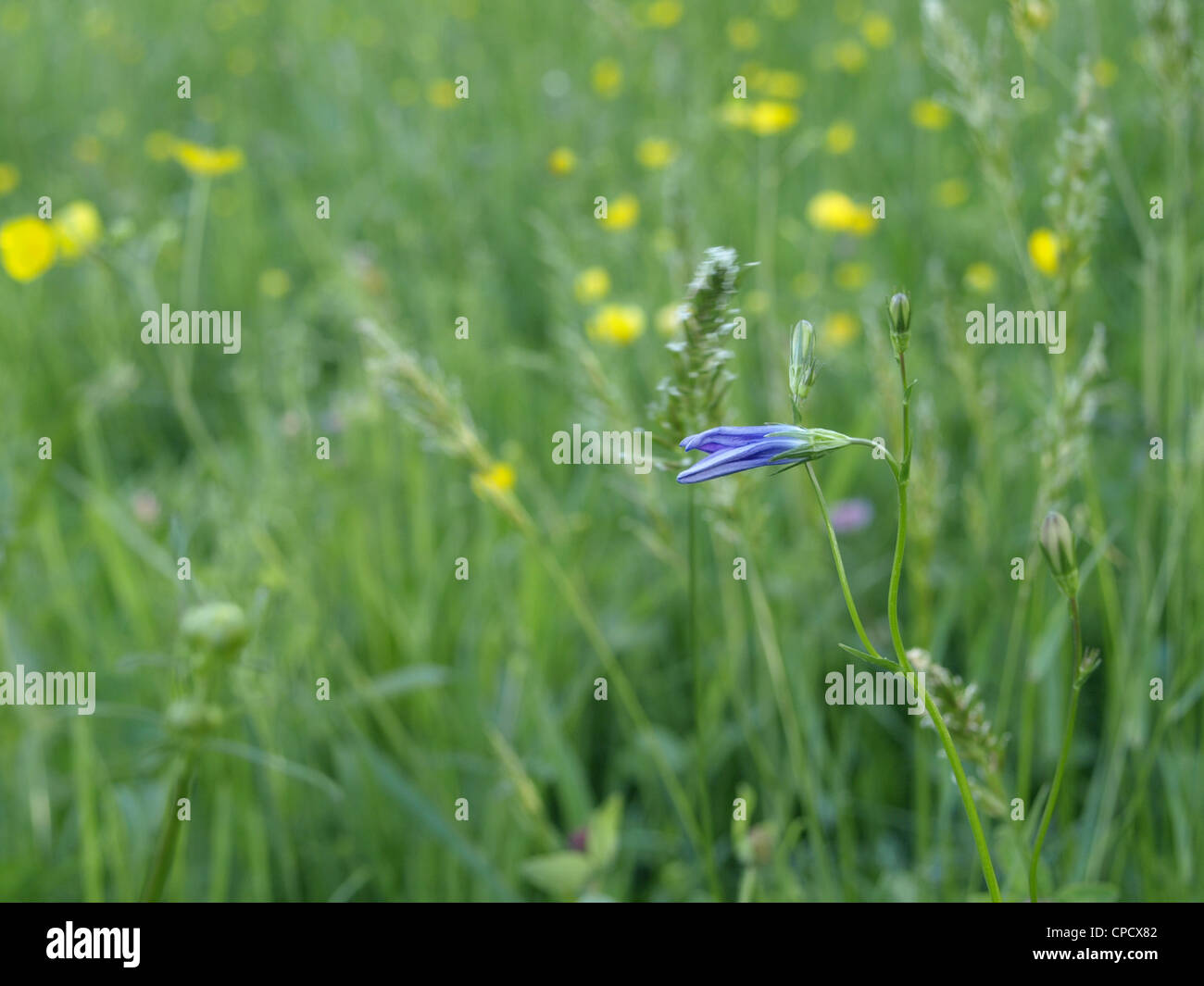 wildflower meadow / Wildblumenwiese Stock Photo