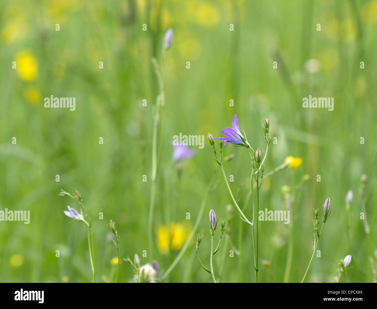 wild flower meadow with Spreading Bellflower / Campanula patula / Wiesen-Glockenblume Stock Photo
