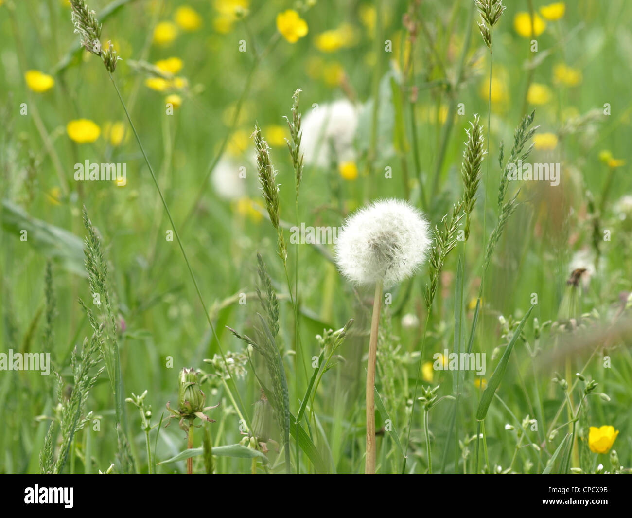 wildflower meadow / Wildblumenwiese Stock Photo