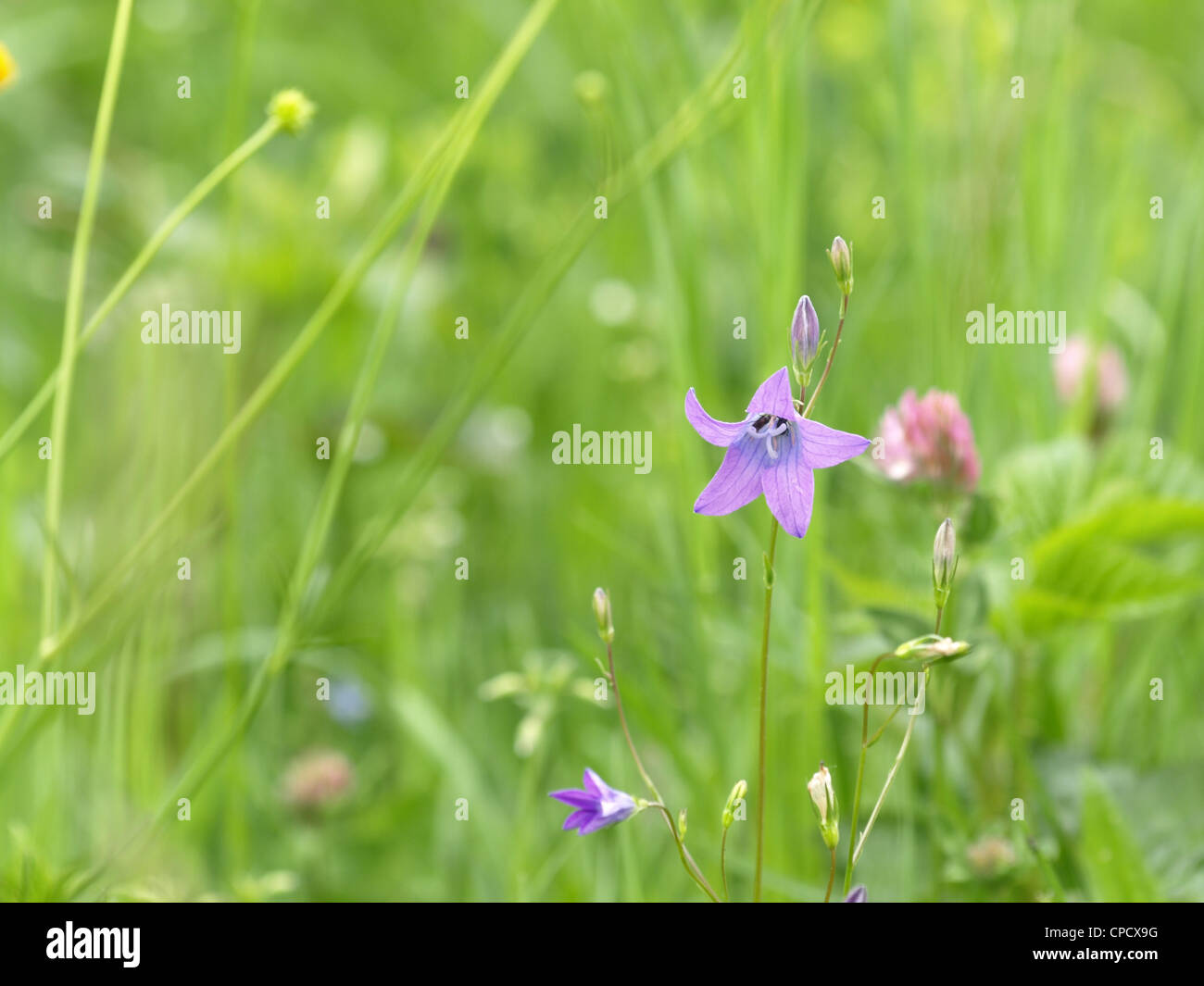 wild flower meadow with Spreading Bellflower / Campanula patula
