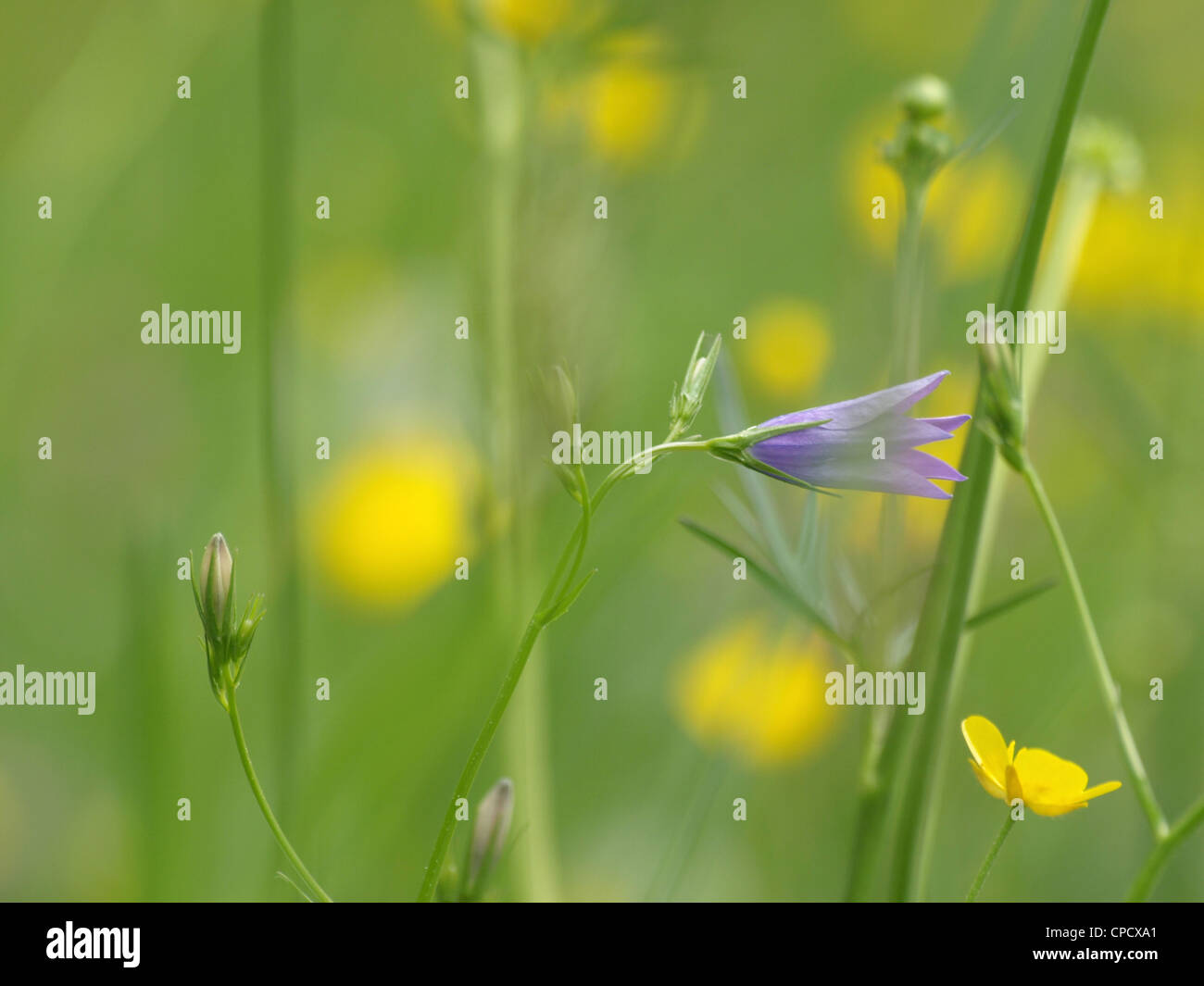wild flower meadow with Spreading Bellflower / Campanula patula / Wiesen-Glockenblume Stock Photo