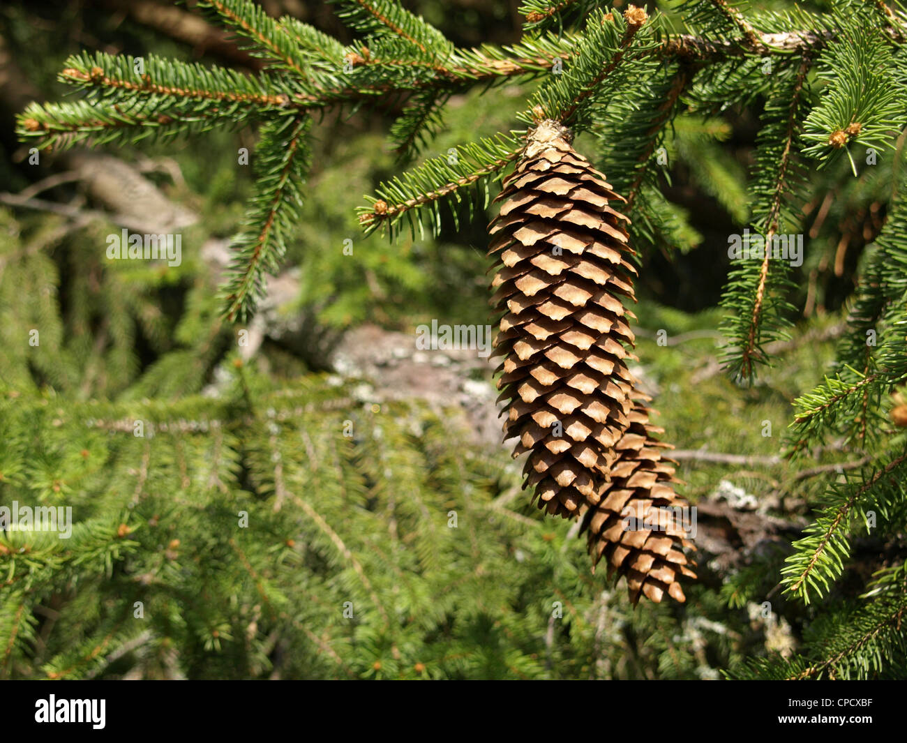 cones on a Norway spruce / Picea abies / Zapfen an einer Gemeinen Fichte Stock Photo