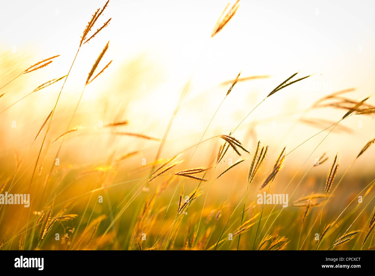 Grass field during sunset background Stock Photo