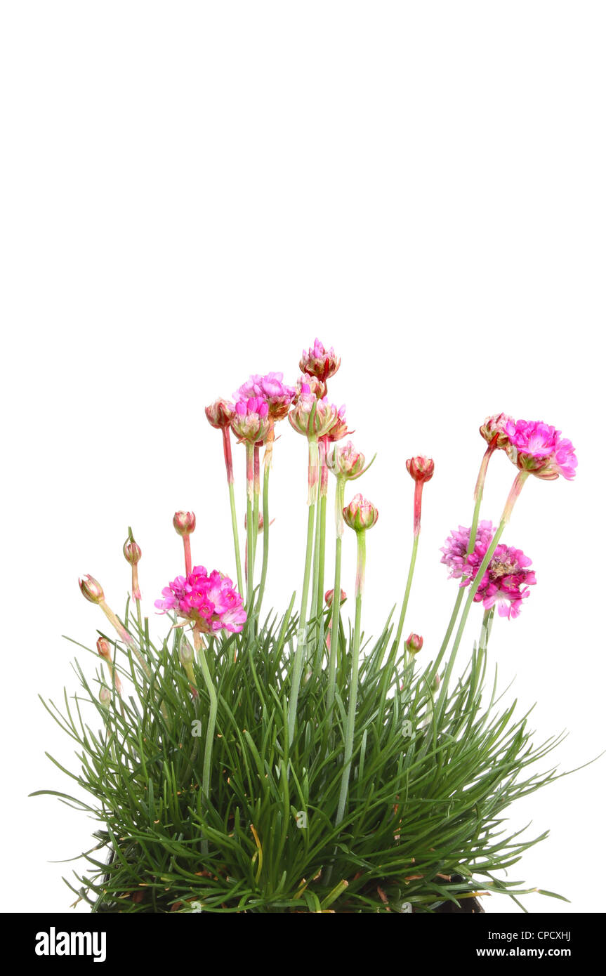 Almeria, sea pink flowers and foliage isolated against white Stock Photo