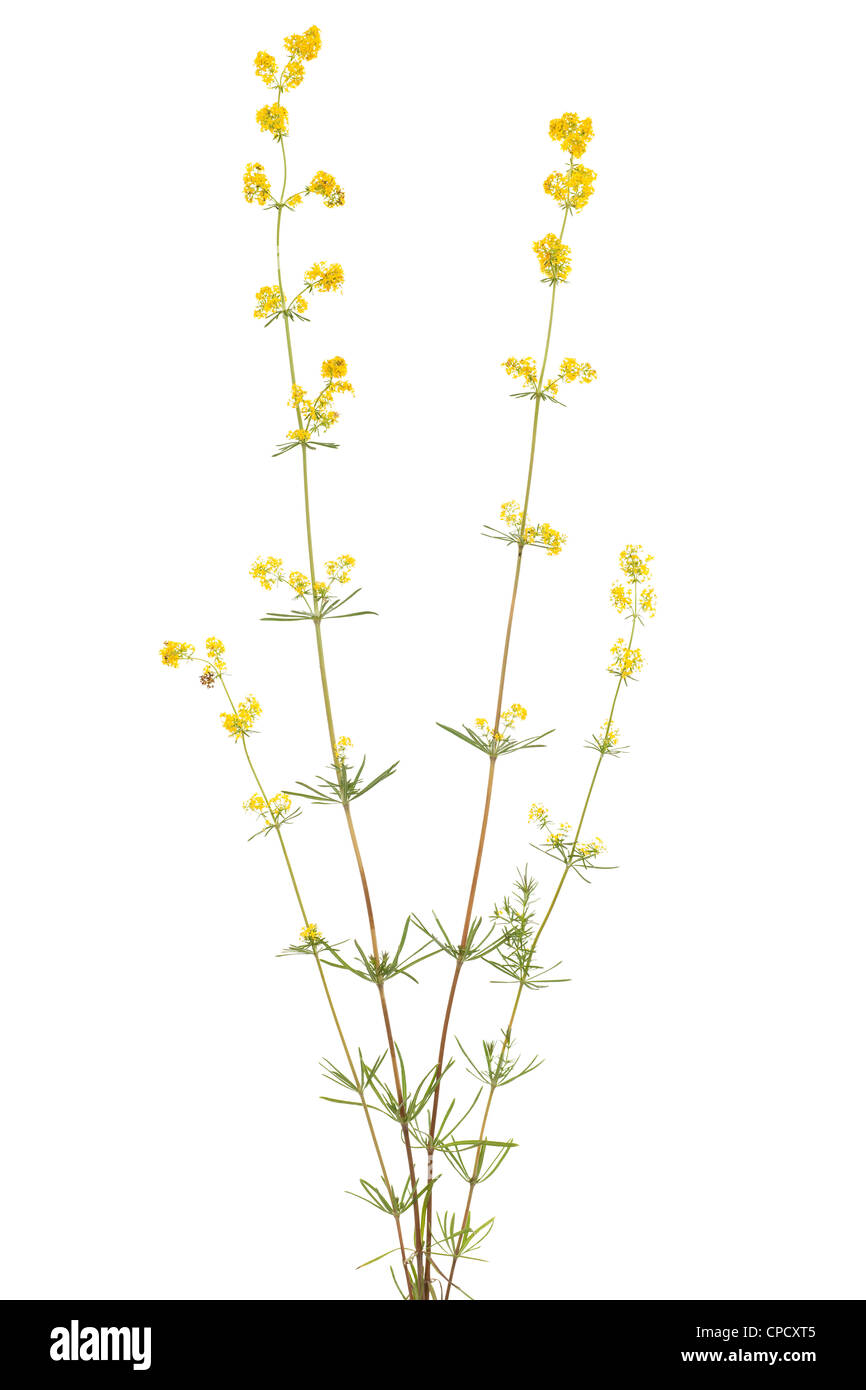 yellow galium verum on a white background Stock Photo